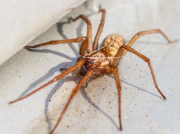 house spider crawling on floor