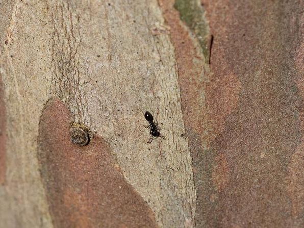 A single little black ant on a tree