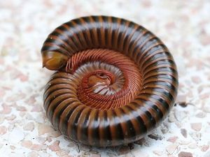 millipede curled up