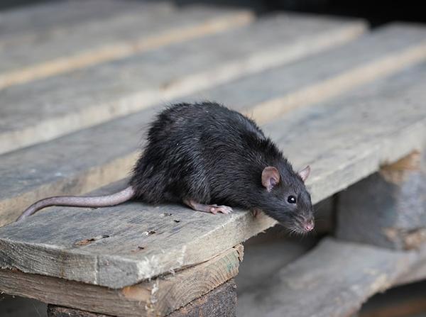 norway rat on pallet