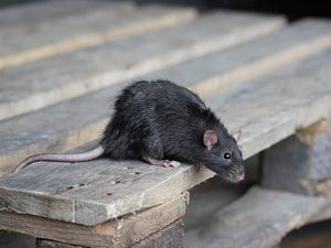 norway rat on pallet