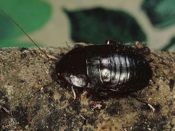 shiny black cockroach crawling outside
