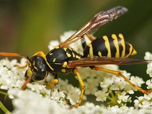 paper wasp on white flower