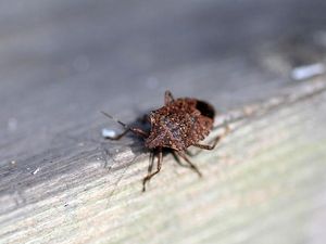 stink bug on window sill