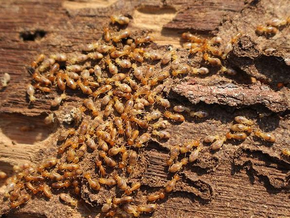 subterranean termites consuming wood