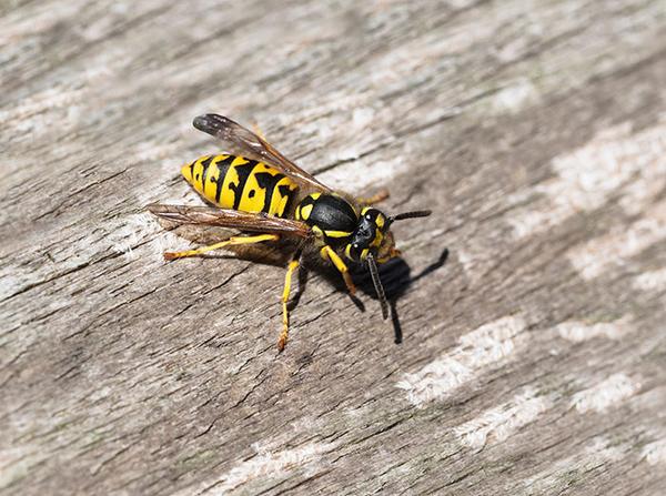 yellow jacket resting on deck of norfolk va home