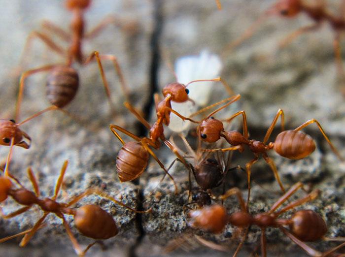 fire ants in the summer in virginia