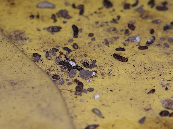 car wires in a va garage chewed by mice