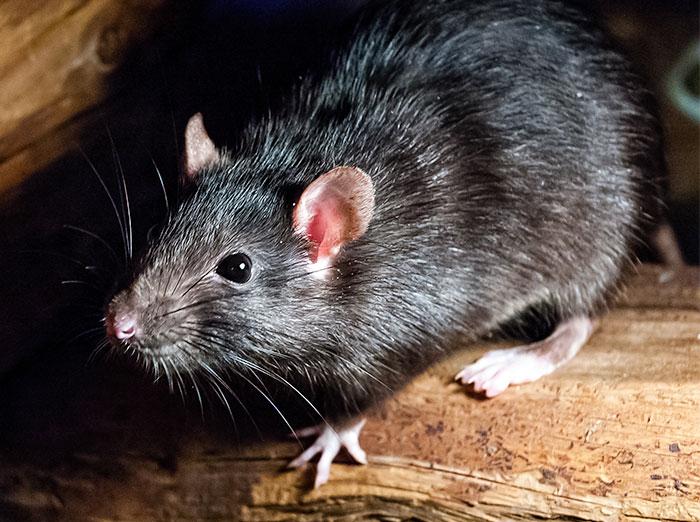 roof rat hiding in attic of a virginia home