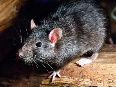 rat on wood