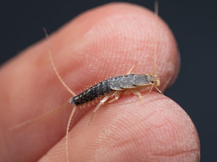 person holding silverfish