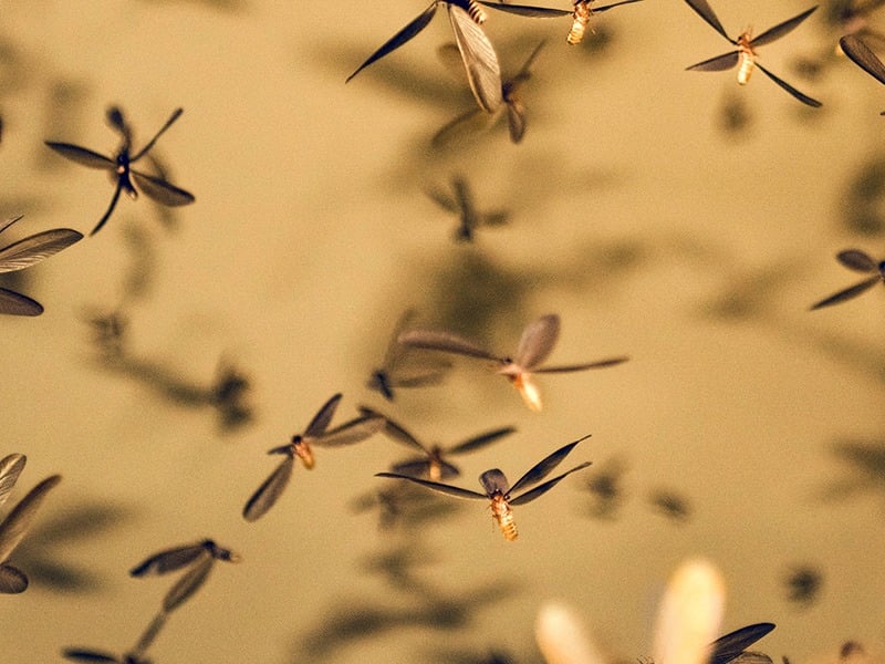 termites swarming