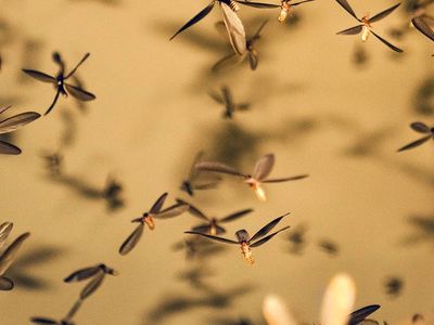 termites swarming