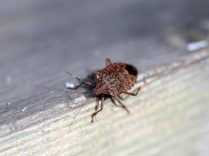 stink bug crawling on a window sill in chesapeake va