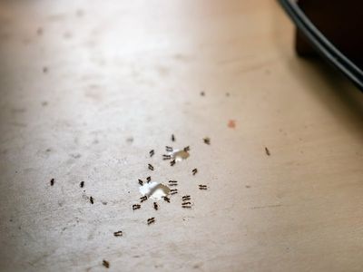 ants drinking water