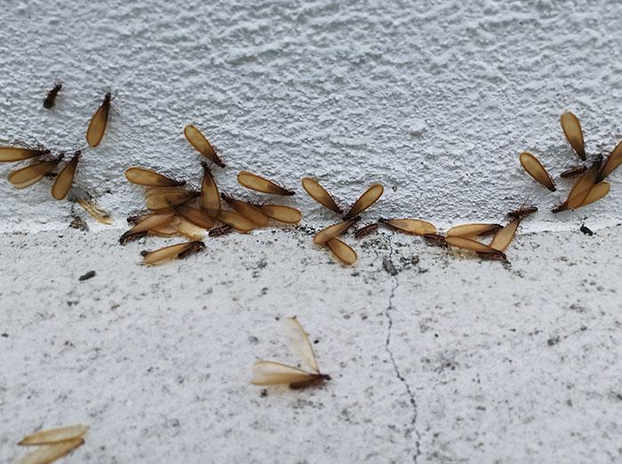 winged termites and discarded wings are clear signs of termites