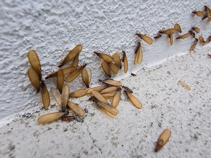 termites swarming by foundation