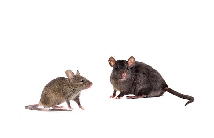 comparison of a house mouse and a roof rat