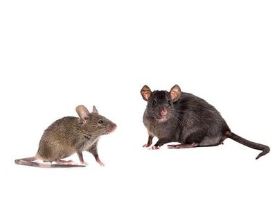 comparison of a house mouse and a roof rat