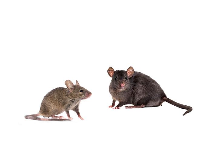 comparison of a house mouse and a roof rat