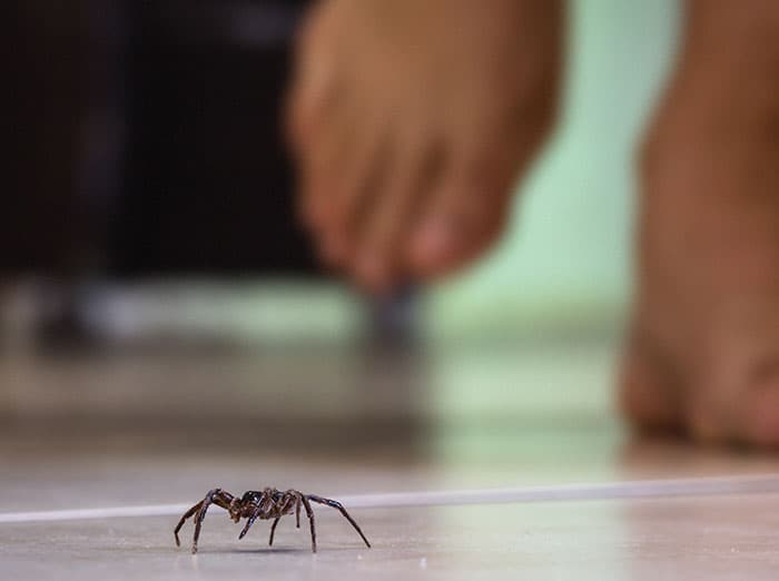 spider crawling on kitchen floor