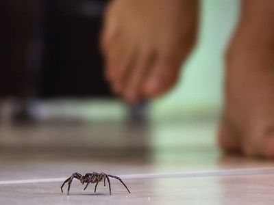 spider crawling on kitchen floor