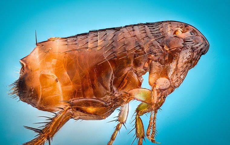 flea up close