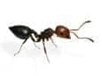 acrobat ant