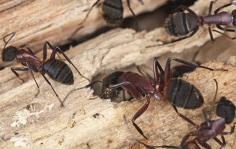 carpenter ant boring holes in untreated wood