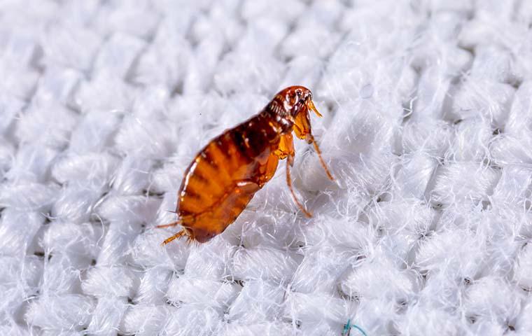 flea on some white woven fabric