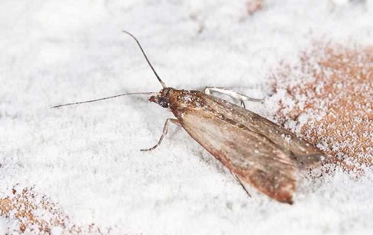 indian meal moth on bag of flour