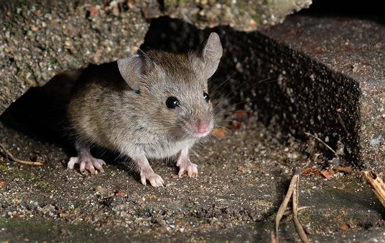 rodent outside of a home in middle tn