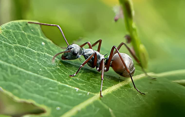 carpenter ant on a leaf