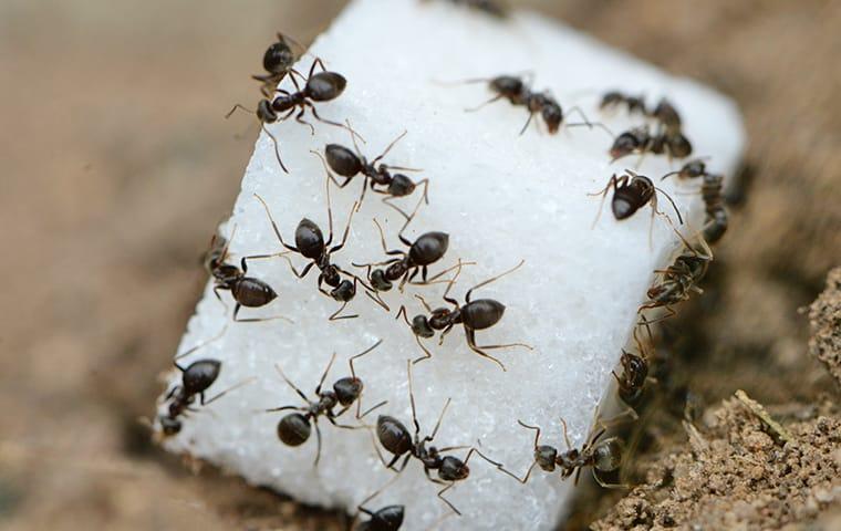 ants on sugar