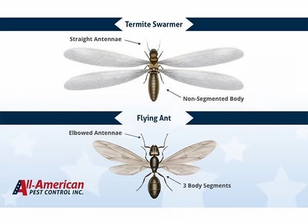 termite compared to ant swarmers