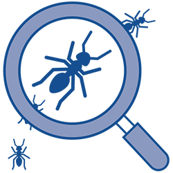 icon of magnifying glass with ants