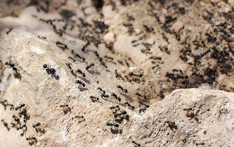 Learn more About Ants In Tn. & How They Work ants on a rock middle tennessee