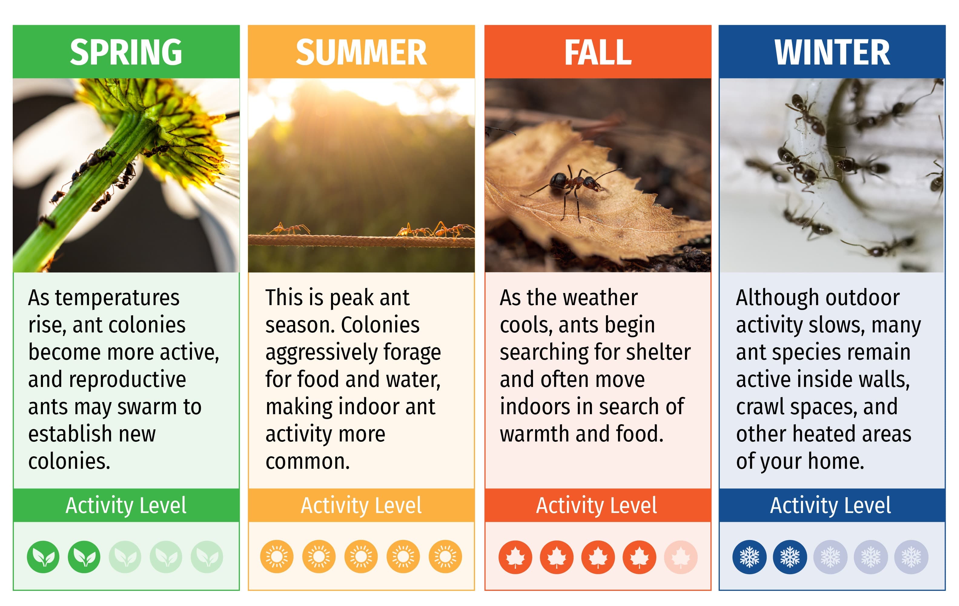 seasonal ant activity in tn