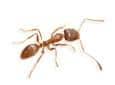 argentine ant