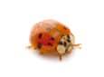 Asian Lady Beetle asian lady beetle