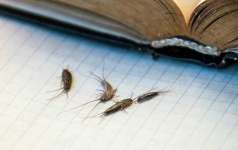 silverfish near a book