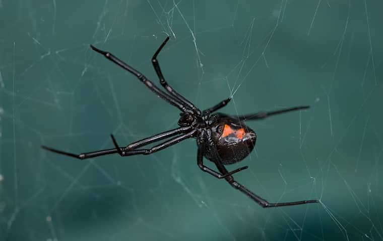 a black widow spider on its web in a middle tennessee yard
