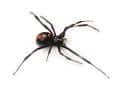 black widow spider