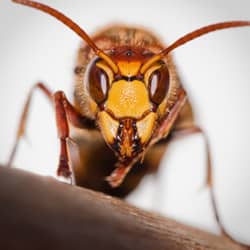 aggressive yellow jacket up close