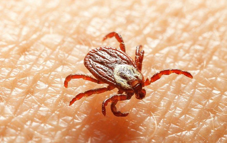 tick biting skin