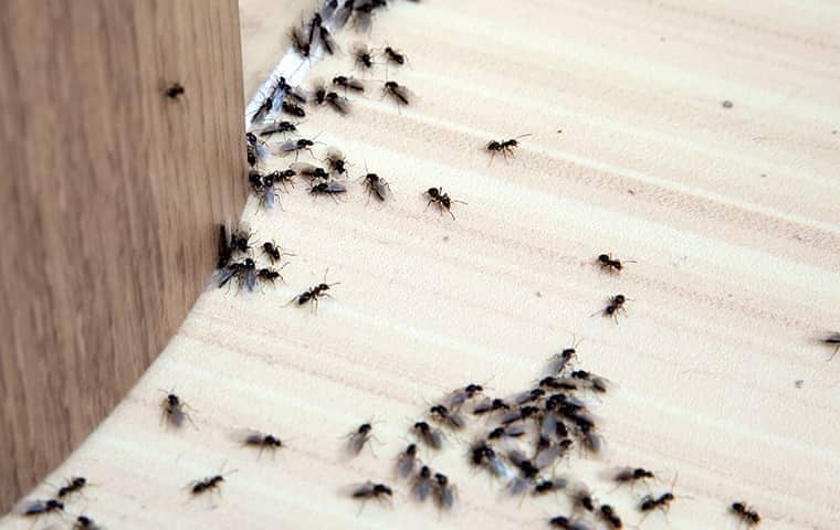 Protect Your Nashville Home From Ants a large colony of ants infesting a nashville home