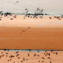 ants infesting the inside of a nashville home
