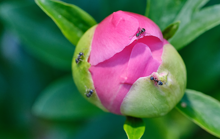 ants in spring in mt juliet