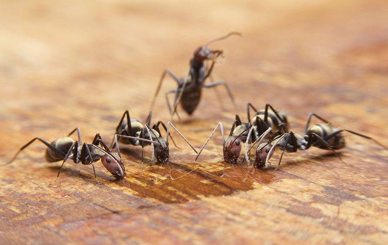 ants on wooden table