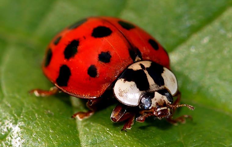 asian lady beetle on leaf